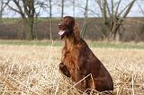SETTER IRLANDAIS 339